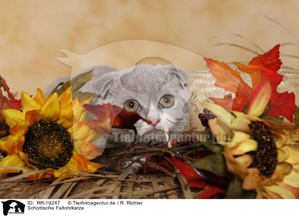 Schottische Faltohrkatze / RR-19247