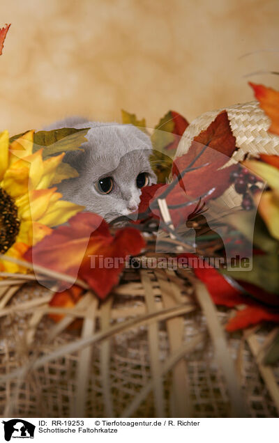 Schottische Faltohrkatze / Scottish Fold / RR-19253
