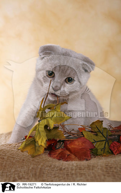 Schottische Faltohrkatze / RR-19271