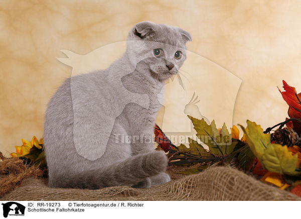 Schottische Faltohrkatze / RR-19273
