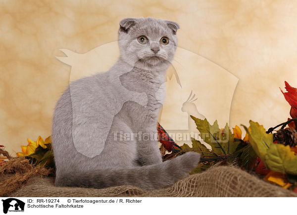Schottische Faltohrkatze / RR-19274
