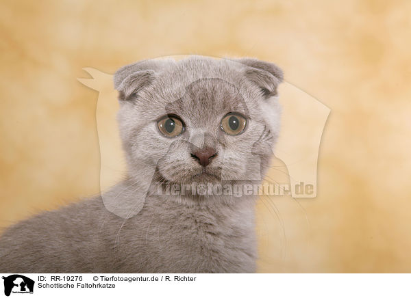 Schottische Faltohrkatze / RR-19276