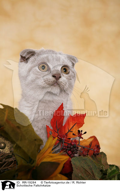 Schottische Faltohrkatze / Scottish Fold / RR-19284