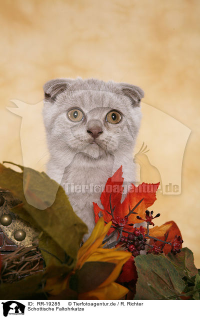 Schottische Faltohrkatze / RR-19285