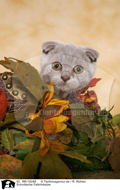 Schottische Faltohrkatze / RR-19286
