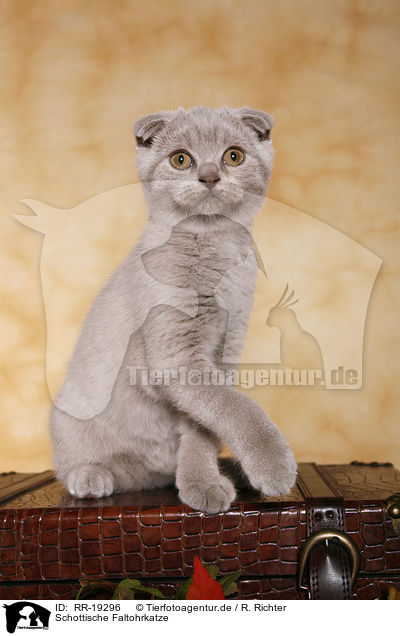 Schottische Faltohrkatze / Scottish Fold / RR-19296