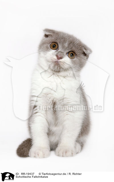Schottische Faltohrkatze / RR-19437