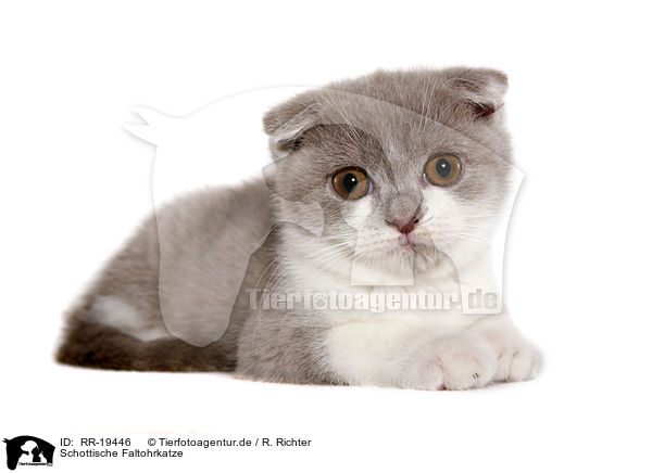 Schottische Faltohrkatze / Scottish Fold / RR-19446