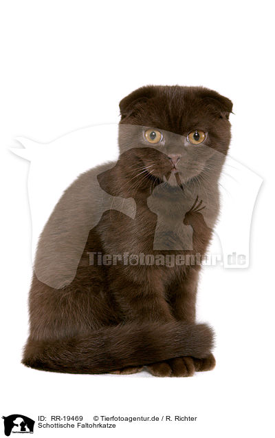 Schottische Faltohrkatze / RR-19469