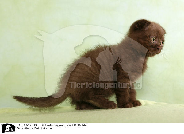 Schottische Faltohrkatze / RR-19613