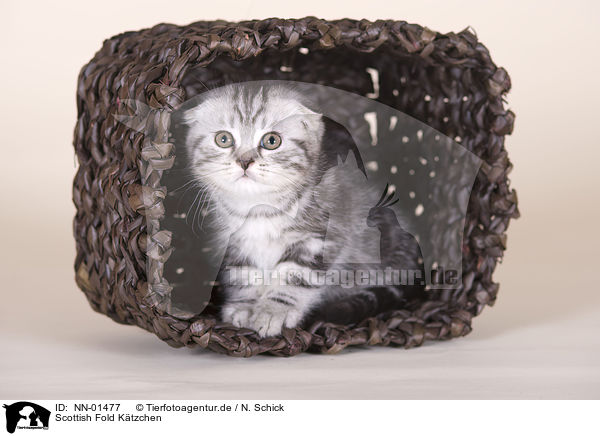 Scottish Fold Ktzchen / NN-01477