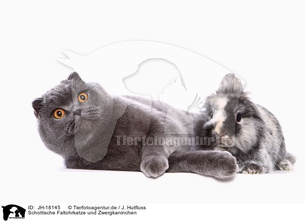Schottische Faltohrkatze und Zwergkaninchen / JH-18145
