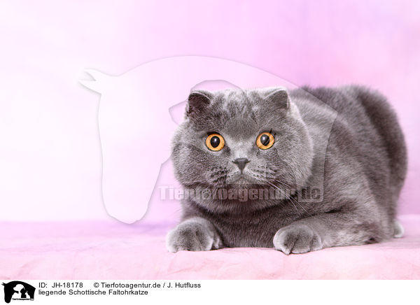 liegende Schottische Faltohrkatze / JH-18178