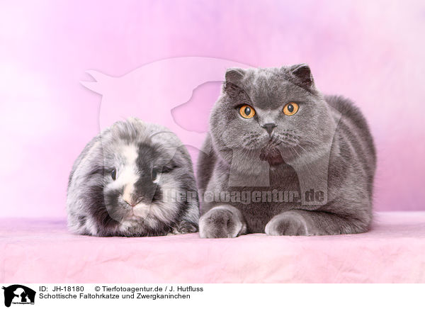 Schottische Faltohrkatze und Zwergkaninchen / JH-18180