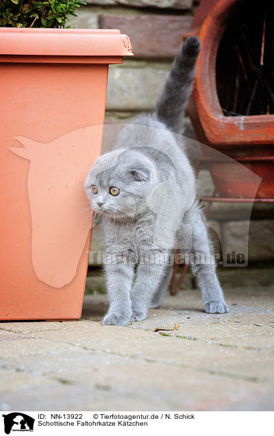 Schottische Faltohrkatze Ktzchen / NN-13922