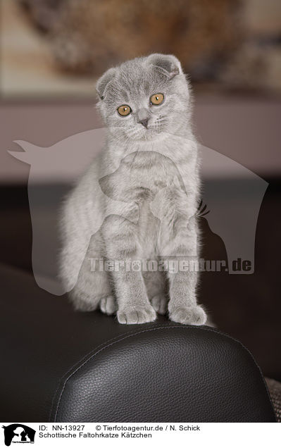 Schottische Faltohrkatze Ktzchen / NN-13927
