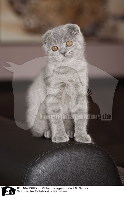 Schottische Faltohrkatze Ktzchen / Scottish Fold Kitten / NN-13927