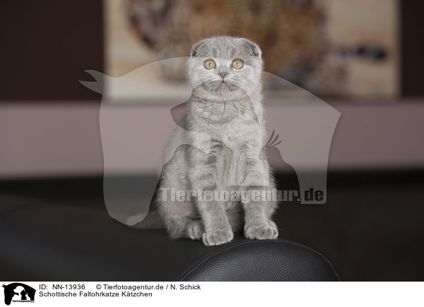 Schottische Faltohrkatze Ktzchen / Scottish Fold Kitten / NN-13936