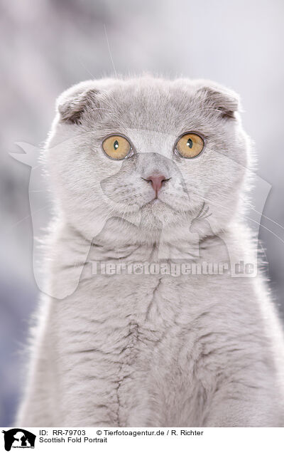 Scottish Fold Portrait / Scottish Fold Portrait / RR-79703