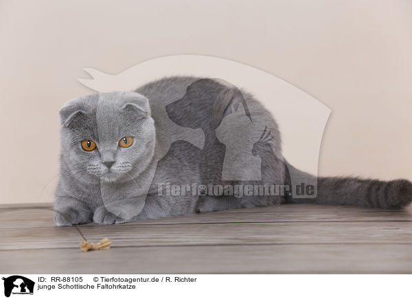 junge Schottische Faltohrkatze / RR-88105