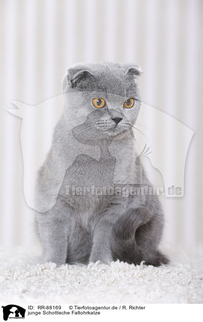 junge Schottische Faltohrkatze / RR-88169