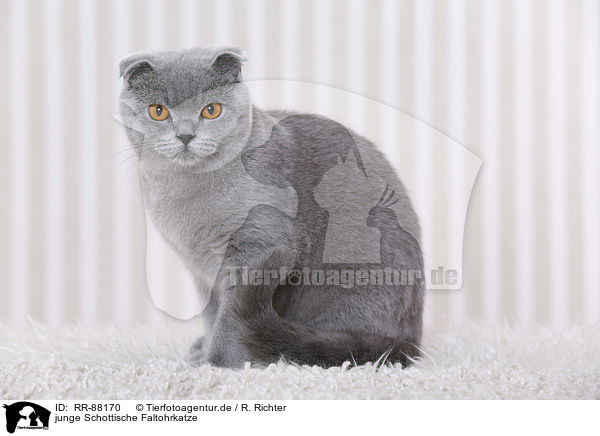 junge Schottische Faltohrkatze / RR-88170