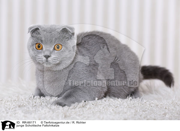 junge Schottische Faltohrkatze / young Scottish Fold / RR-88171