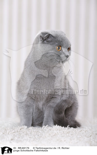 junge Schottische Faltohrkatze / RR-88176