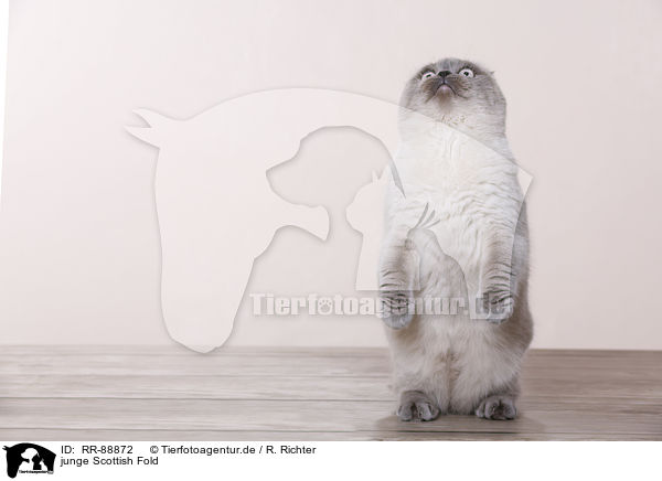 junge Scottish Fold / young Scottish Fold / RR-88872
