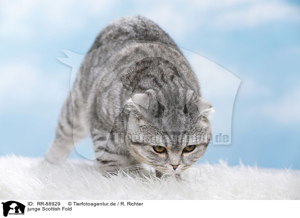 junge Scottish Fold / RR-88929