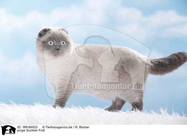 junge Scottish Fold / RR-88933
