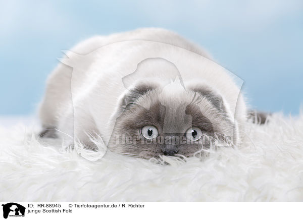 junge Scottish Fold / RR-88945