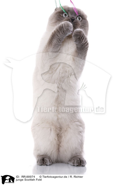 junge Scottish Fold / RR-88974