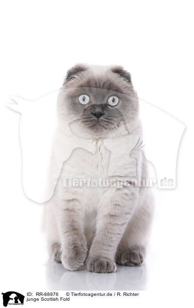 junge Scottish Fold / RR-88976