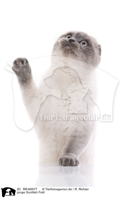 junge Scottish Fold / RR-88977