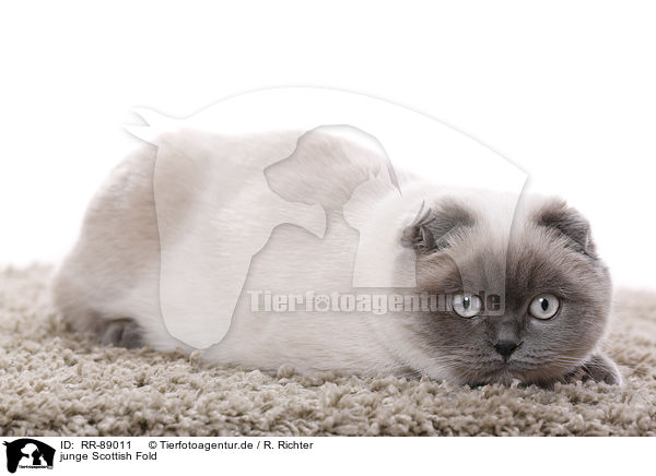 junge Scottish Fold / RR-89011