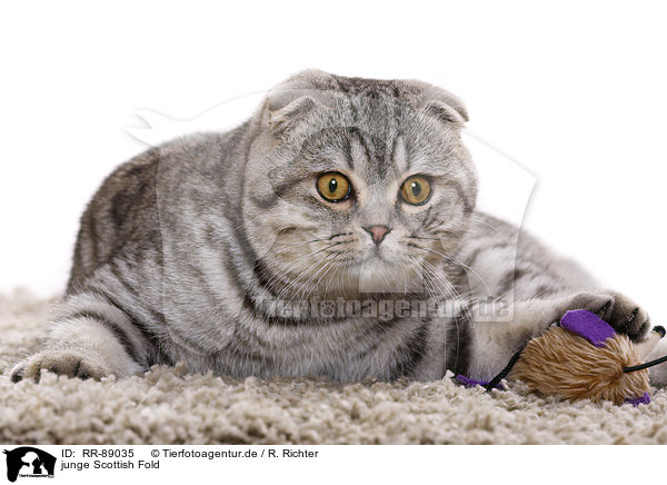 junge Scottish Fold / young Scottish Fold / RR-89035