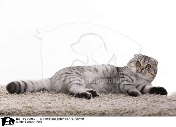 junge Scottish Fold / RR-89052