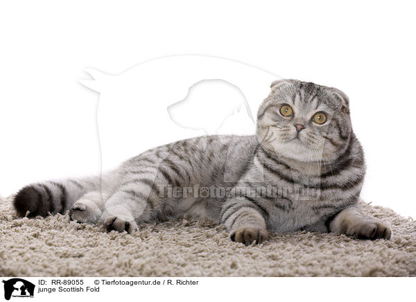 junge Scottish Fold / RR-89055