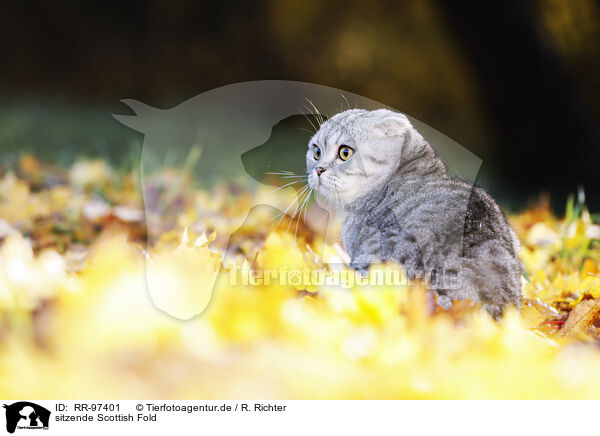 sitzende Scottish Fold / RR-97401