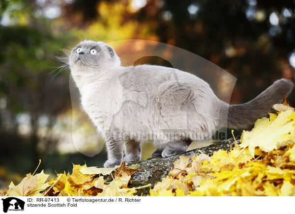 sitzende Scottish Fold / RR-97413