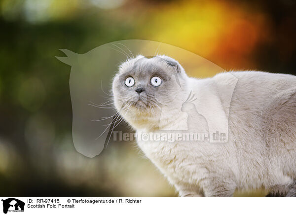 Scottish Fold Portrait / RR-97415