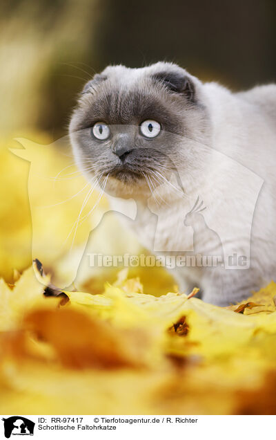 Schottische Faltohrkatze / RR-97417