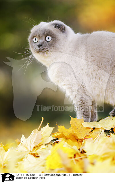 sitzende Scottish Fold / RR-97420