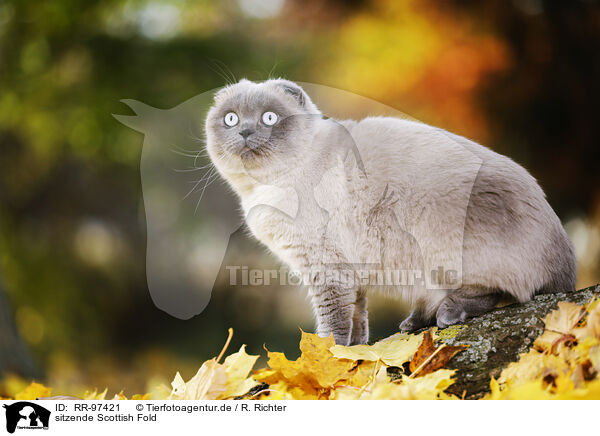 sitzende Scottish Fold / RR-97421