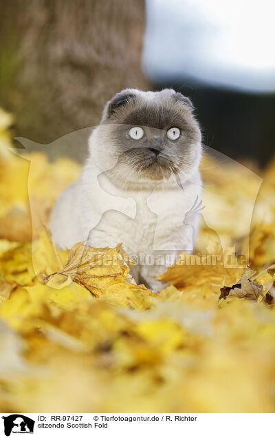 sitzende Scottish Fold / RR-97427