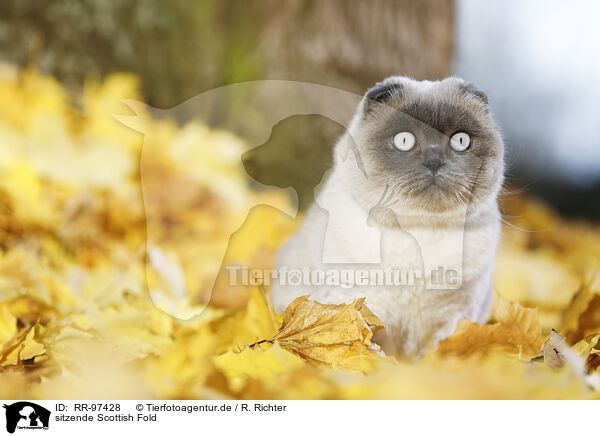 sitzende Scottish Fold / RR-97428
