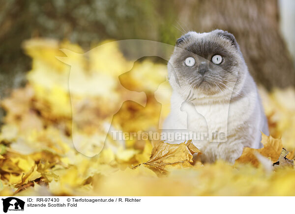 sitzende Scottish Fold / RR-97430