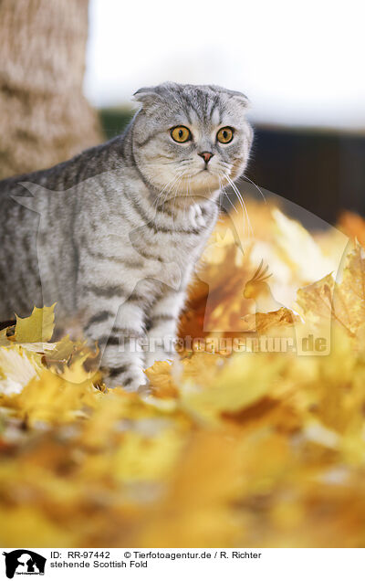 stehende Scottish Fold / RR-97442