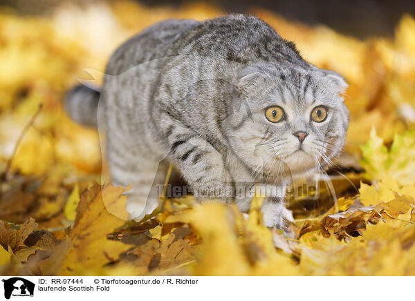 laufende Scottish Fold / walking Scottish Fold / RR-97444